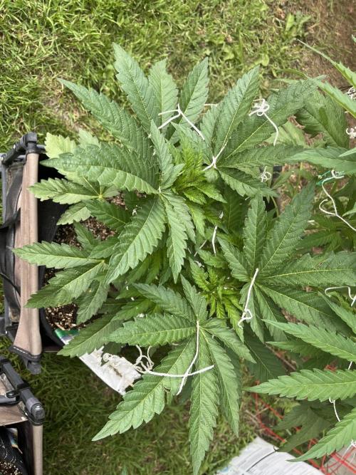 Amnesia Haze Go Fast. Week 10