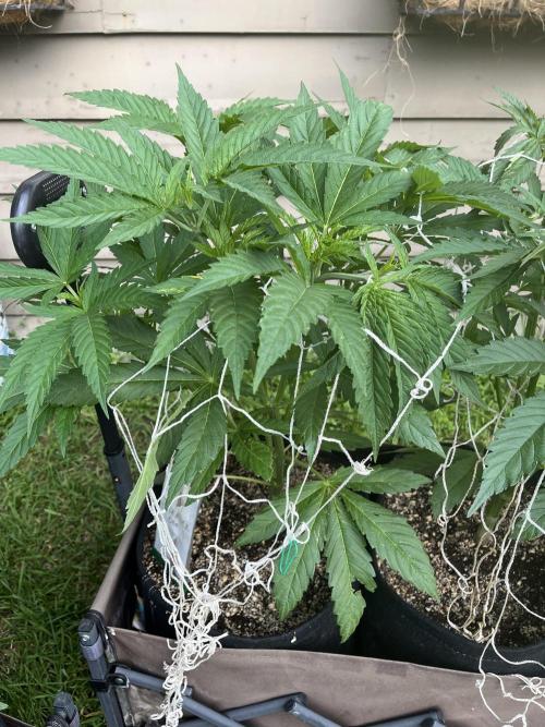 26 The Godfather. Week 10 - July 10 Day 70