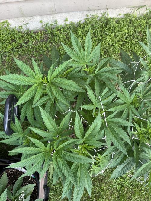 Godfather OG. Week 10