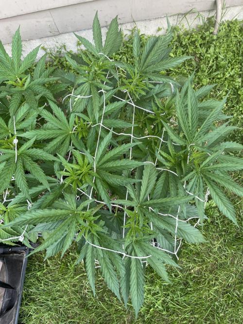 26 Gorilla Cookies Fast. Week 10 - July 10 Day 70