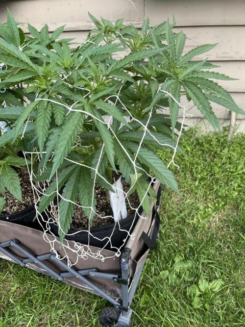 Gorilla Cookies FF. Week 10