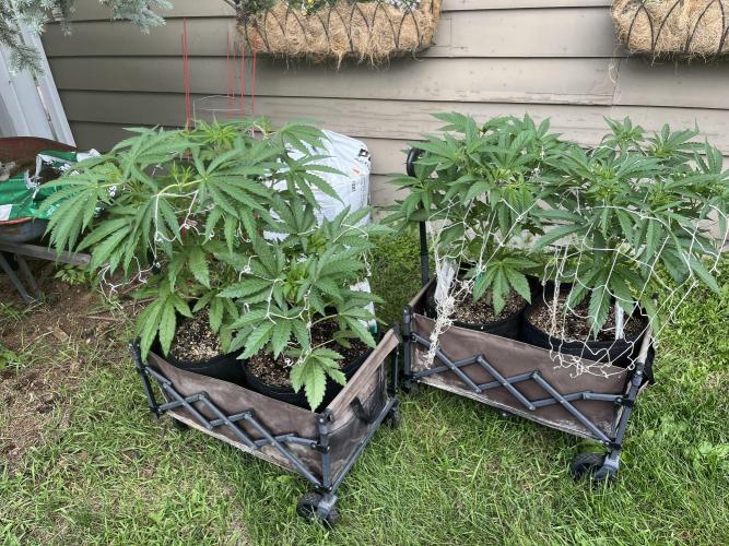 26 Gorilla Cookies Fast. Week 10 - July 9 Day 69
