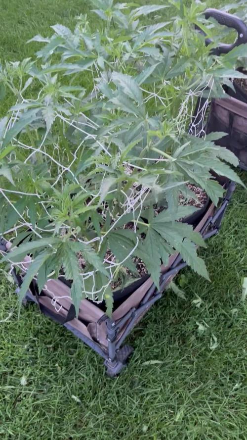 26 Gorilla Cookies Fast