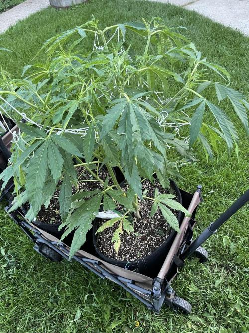 26 Purple Ghost Candy. Week 11 - July 11 Day 71 Hail storm