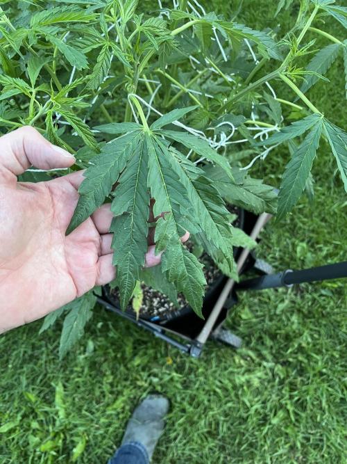 26 Purple Ghost Candy. Week 11 - July 11 Day 71