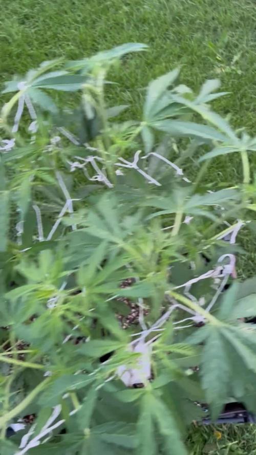 26 Amnesia Haze Fast