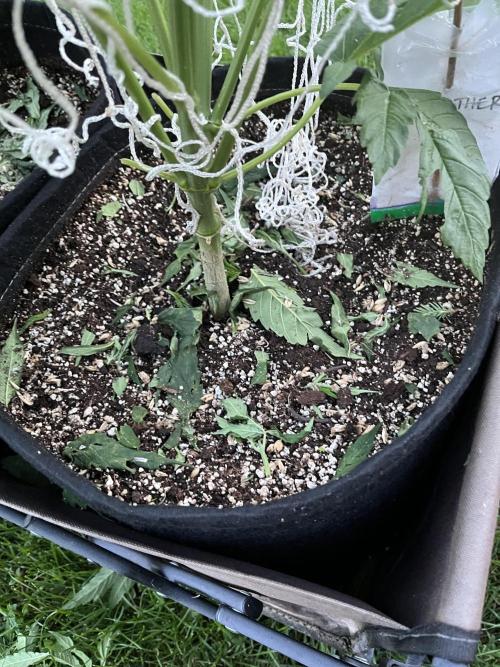 Godfather OG. Week 11
