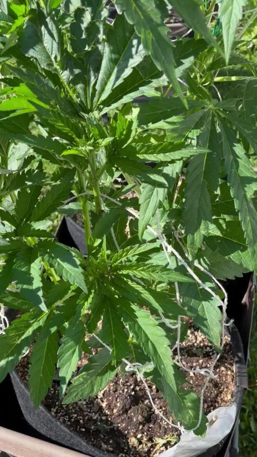 26 Amnesia Haze Fast
