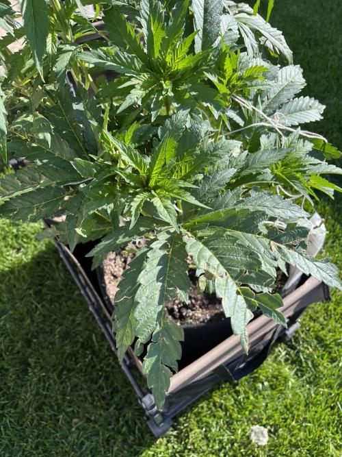 26 Amnesia Haze Fast. Week 11 - July 14 Day 74