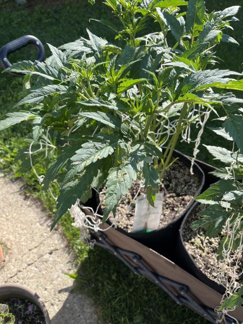 26 The Godfather. Week 11 - July 14 Day 74