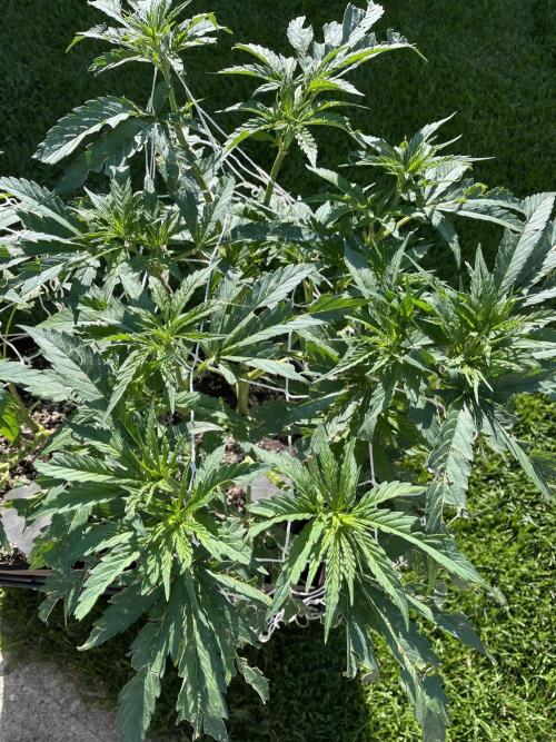 26 Gorilla Cookies Fast. Week 11 - July 14 Day 74