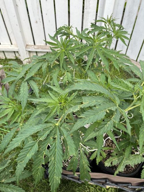 26 Purple Ghost Candy. Week 11 - July 15 Day 85