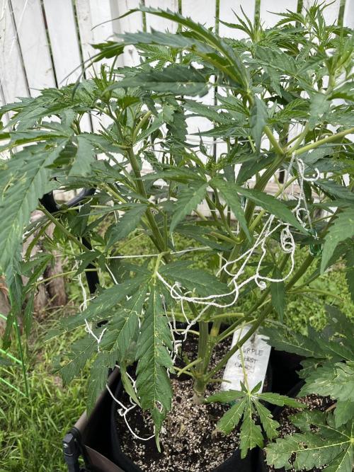 26 Purple Ghost Candy. Week 11 - July 15 Day 85