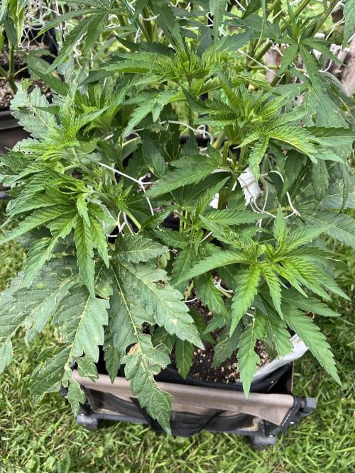 26 Amnesia Haze Fast. Week 11 - July 15 Day 75