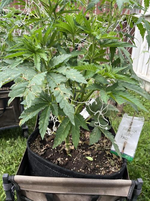 26 Amnesia Haze Fast. Week 11 - July 15 Day 75