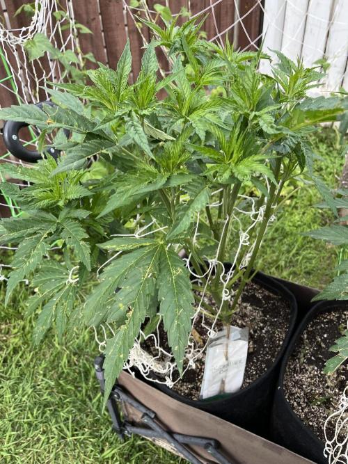 26 The Godfather. Week 11 - July 15 Day 75
