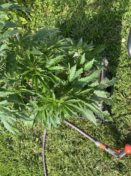 26 Amnesia Haze Fast. Week 11 - July 16 Day 76