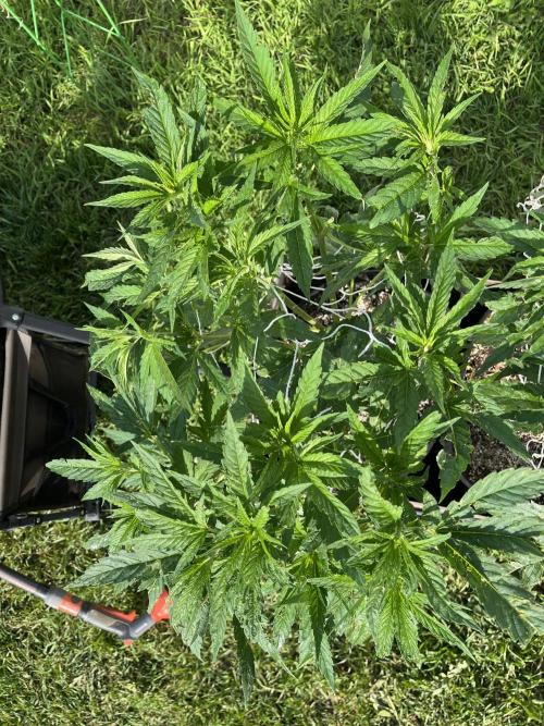 26 The Godfather. Week 11 - July 16 Day 76