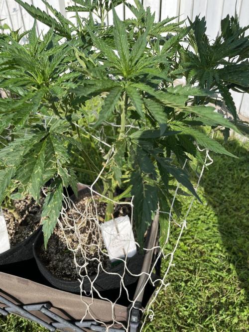 26 Gorilla Cookies Fast. Week 11 - July 16 Day 76