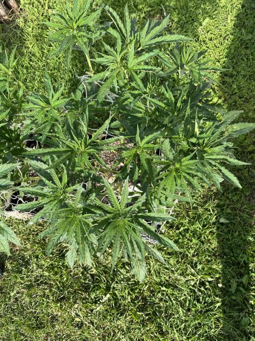 26 Gorilla Cookies Fast. Week 11 - July 16 Day 76