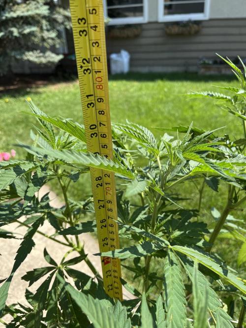26 Purple Ghost Candy. Week 12 - July 18 Day 78