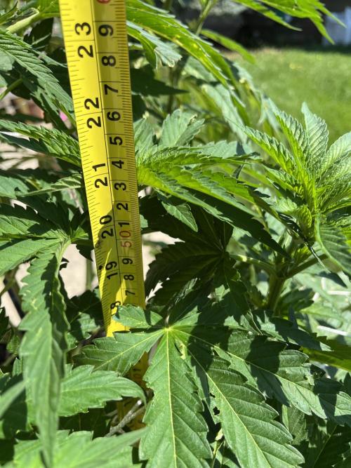 26 Amnesia Haze Fast. Week 12 - July 18 Day 78