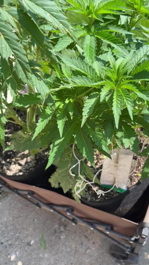 26 Amnesia Haze Fast