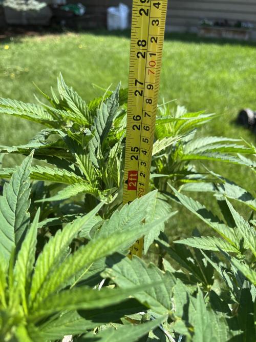 26 The Godfather. Week 12 - July 18 Day 78