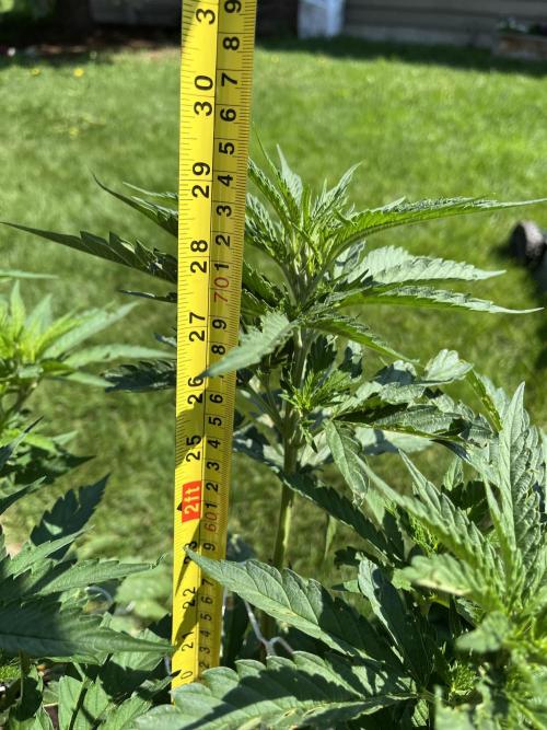 26 Gorilla Cookies Fast. Week 12 - July 18 Day 78