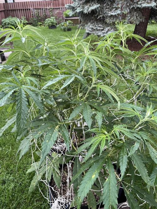 26 Purple Ghost Candy. Week 12 - July 19 Day 79 @ 9 pm