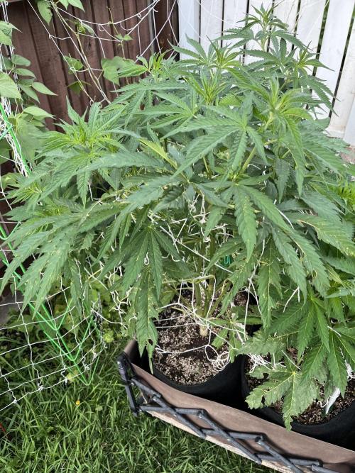 26 Purple Ghost Candy. Week 12 - July 19 Day 79 evening 