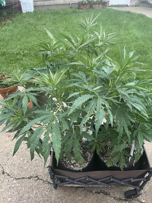 26 Purple Ghost Candy. Week 12 - July 19 Day 79 morning 
