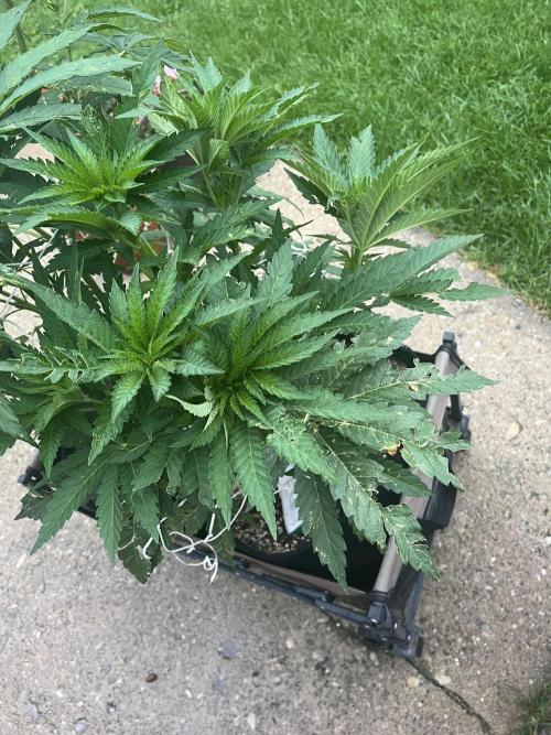 26 Amnesia Haze Fast. Week 12 - July 19 Day 79 morning 