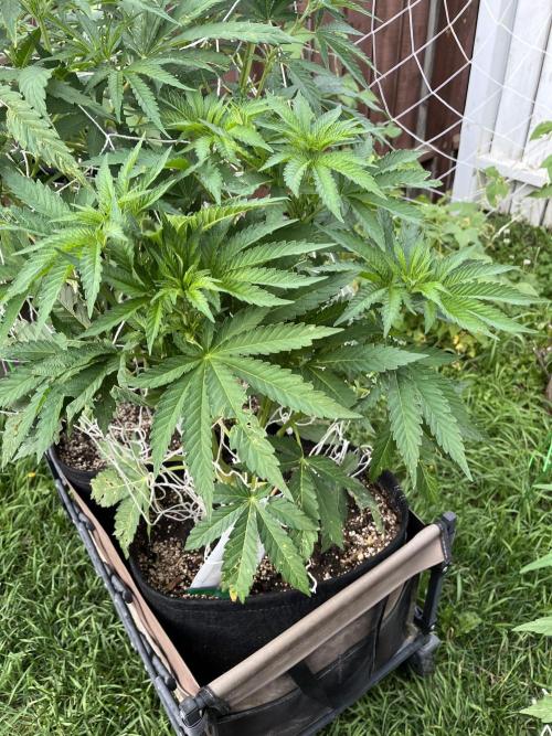 26 Amnesia Haze Fast. Week 12 - July 19 Day 79 evening 