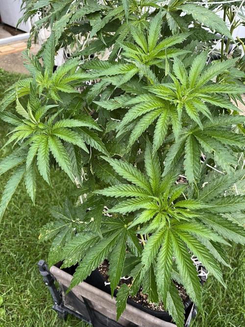 Amnesia Haze Go Fast. Week 12