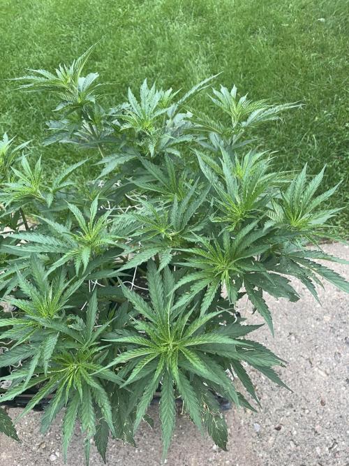 26 Gorilla Cookies Fast. Week 12 - July 19 Day 79 morning 