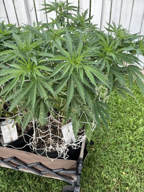 26 Gorilla Cookies Fast. Week 12 - July 19 Day 79 evening 