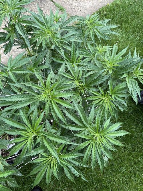 26 Gorilla Cookies Fast. Week 12 - July 19 Day 79 at 9 pm