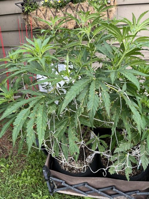 26 Purple Ghost Candy. Week 12 - July 20 Day 80