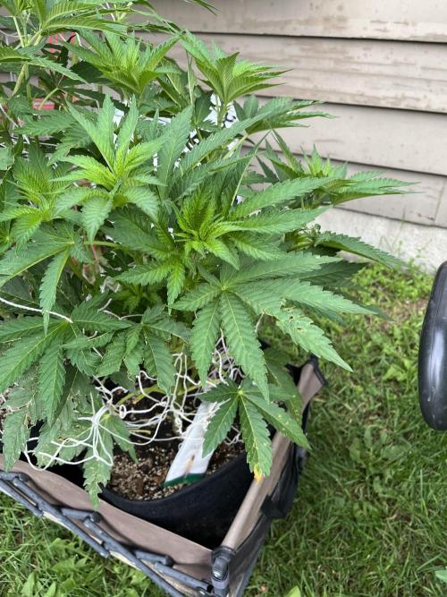 26 Amnesia Haze Fast. Week 12 - July 20 Day 80