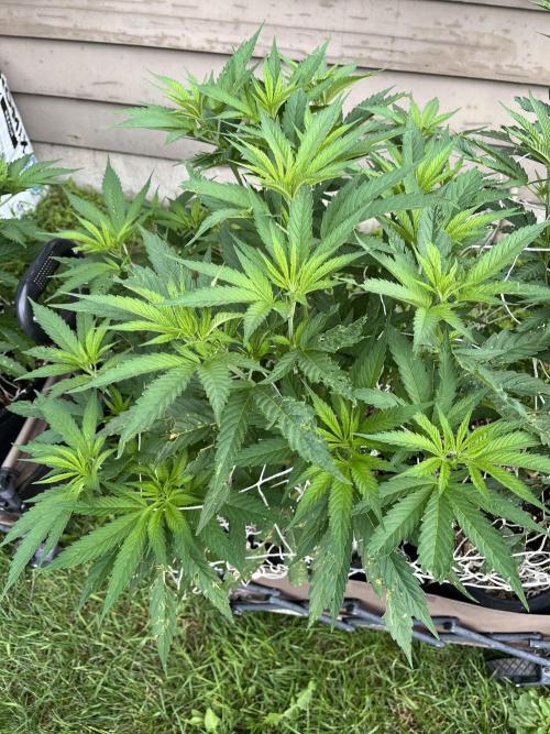 26 The Godfather. Week 12 - July 20 Day 80