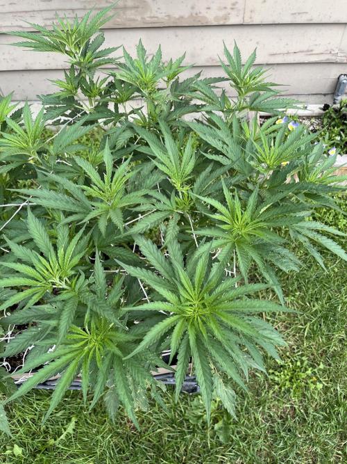 26 Gorilla Cookies Fast. Week 12 - July 20 Day 80