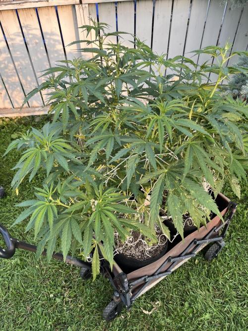26 Purple Ghost Candy. Week 12 - July 21 Day 81