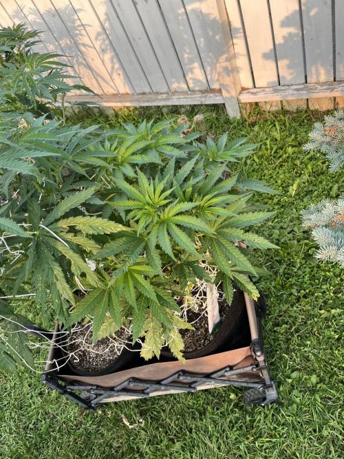 Amnesia Haze Go Fast. Week 12