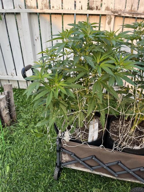 Godfather OG. Week 12