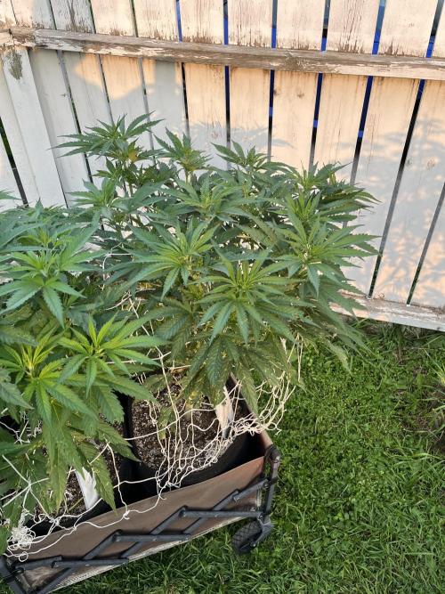 26 Gorilla Cookies Fast. Week 12 - July 21 Day 81