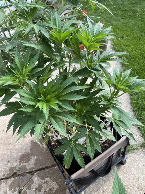 26 Amnesia Haze Fast. Week 12 - July 22 Day 82