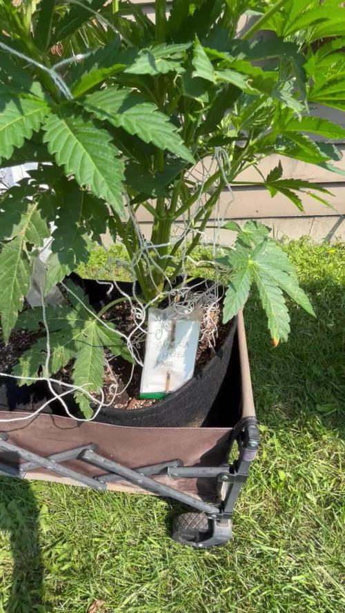 26 Amnesia Haze Fast