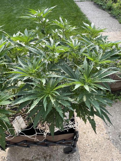 26 Gorilla Cookies Fast. Week 12 - July 22 Day 82