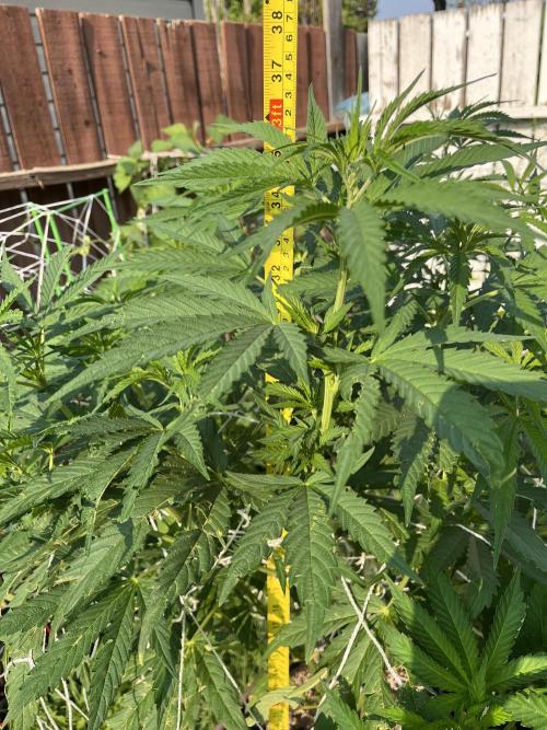 26 Purple Ghost Candy. Week 12 - July 23 Day 83